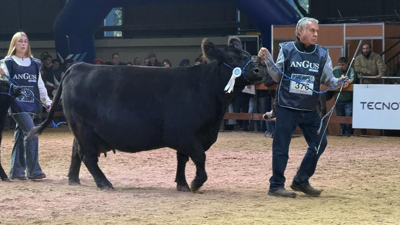 El IPCVA y Angus avanzan en un proyecto para producir más carne con menos alimento